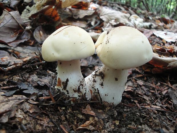 čírovnica májová Calocybe gambosa (Fr.) Donk