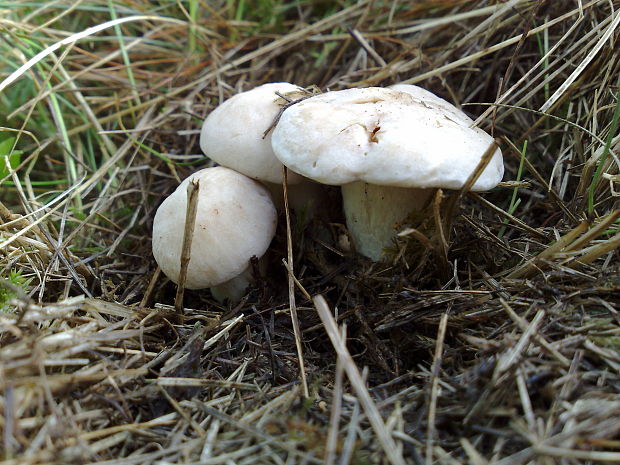 čírovnica májová Calocybe gambosa (Fr.) Donk