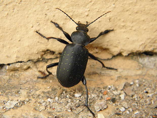 húseničiar zlatistý  Calosoma (Campalita) auropunctatum  Herbst, 1784