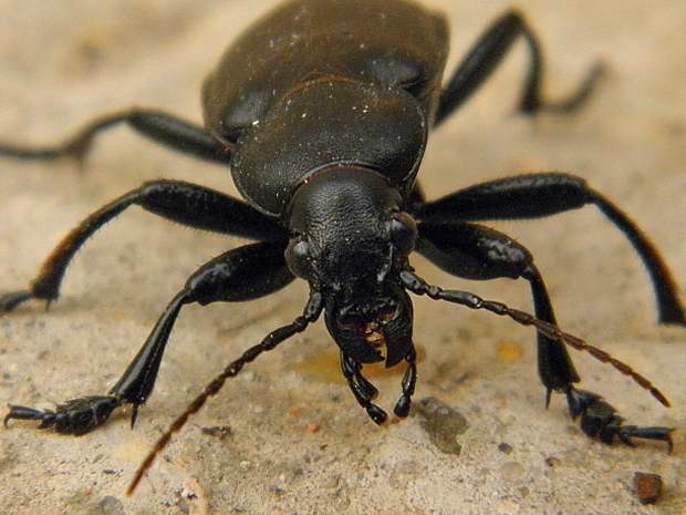 húseničiar zlatistý  Calosoma (Campalita) auropunctatum