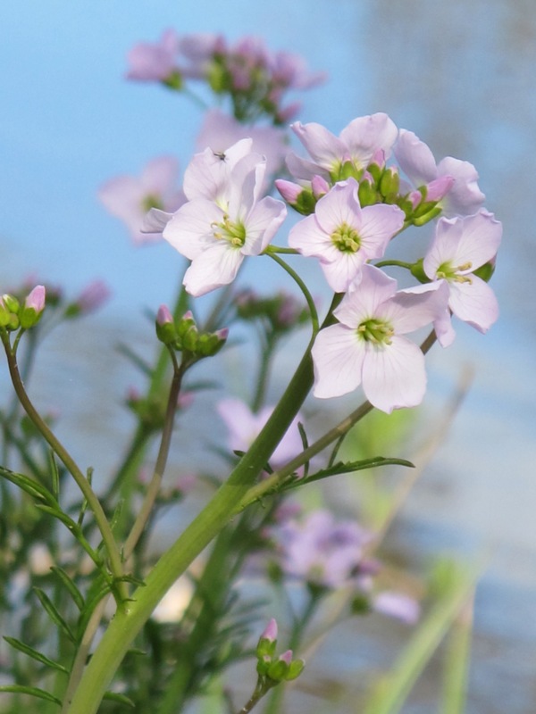 žerušnica lúčna Cardamine pratensis L.