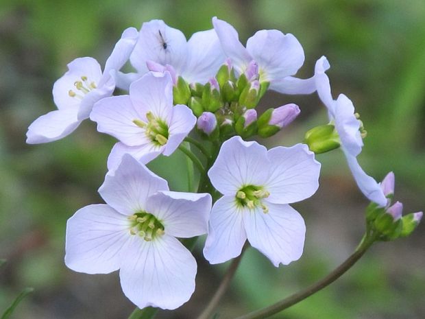 žerušnica lúčna Cardamine pratensis L.