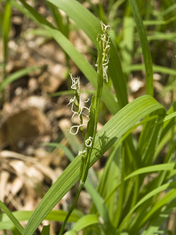 ostrica chlpatá Carex pilosa Scop.