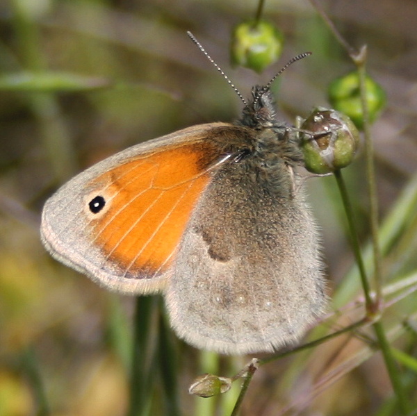 očkáň pohánkový Ceononympha pamphylus