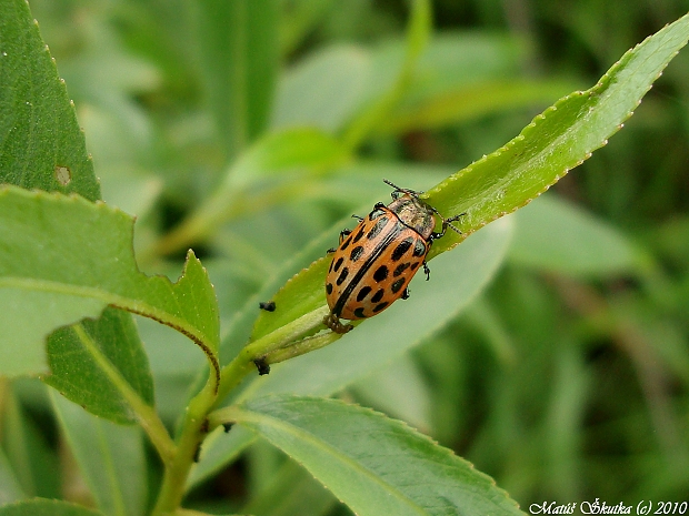 liskavka Chrysomela vigintipunctata