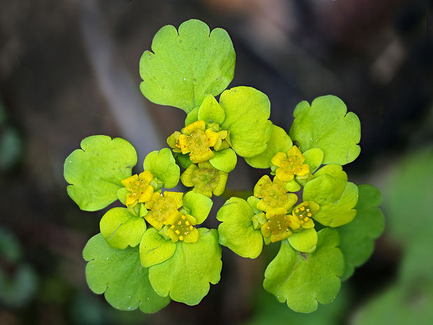 slezinovka striedavolistá Chrysosplenium alternifolium L.