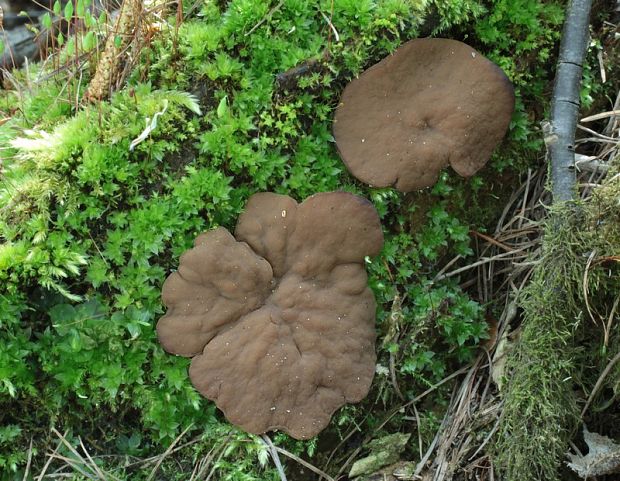 discinka hnedá Discina ancilis (Pers.) Sacc.