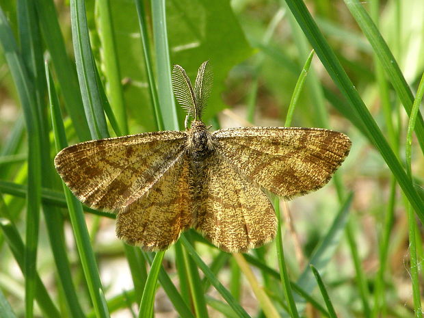 piadivka vresová  (samček) Ematurga atomaria  Linnaeus 1758