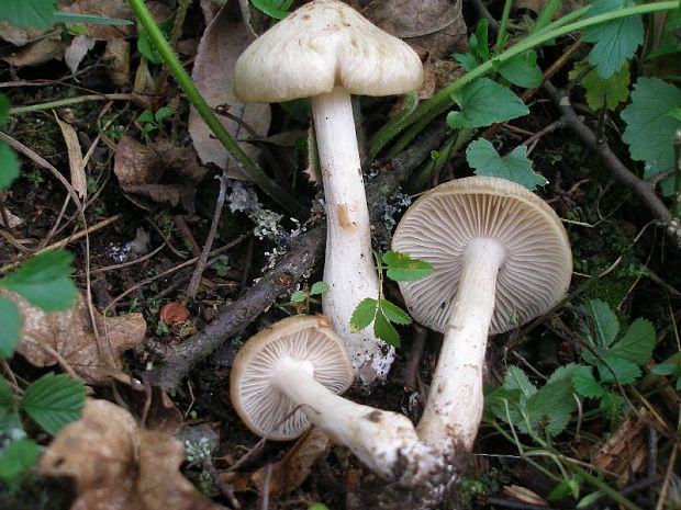 hodvábnica jarná Entoloma clypeatum? (L. ex Hook.) Kumm.