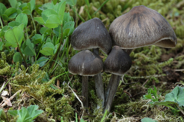 hodvábnica včasná Entoloma vernum S. Lundell