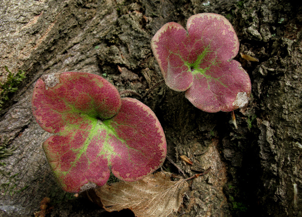 pečeňovník trojlaločný Hepatica nobilis Schreb.