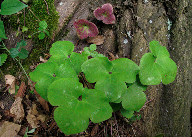 pečeňovník trojlaločný Hepatica nobilis Schreb.