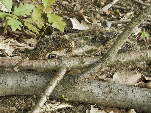 zajac poľný  Lepus europaeus