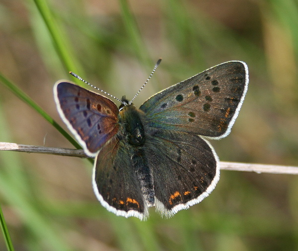 ohniváčik čiernoškvrnný Lycaena tityrus Poda,1761