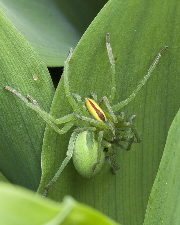 osemočko smaragdové  Micrommata virescens