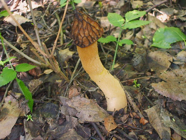 smrčok hybridný Morchella semilibera DC.