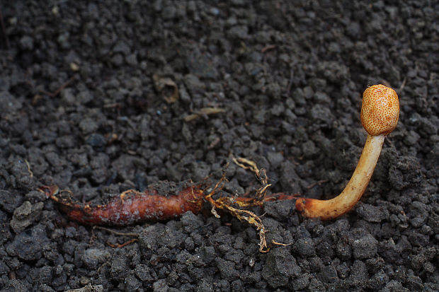 žezlovka jantárová Ophiocordyceps gracilis (Grev.) G.H. Sung, J.M. Sung, Hywel-Jones & Spatafora