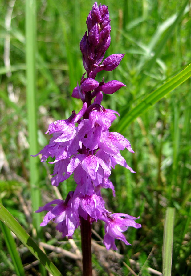 vstavač mužský poznačený Orchis mascula subsp. signifera (Vest) Soó