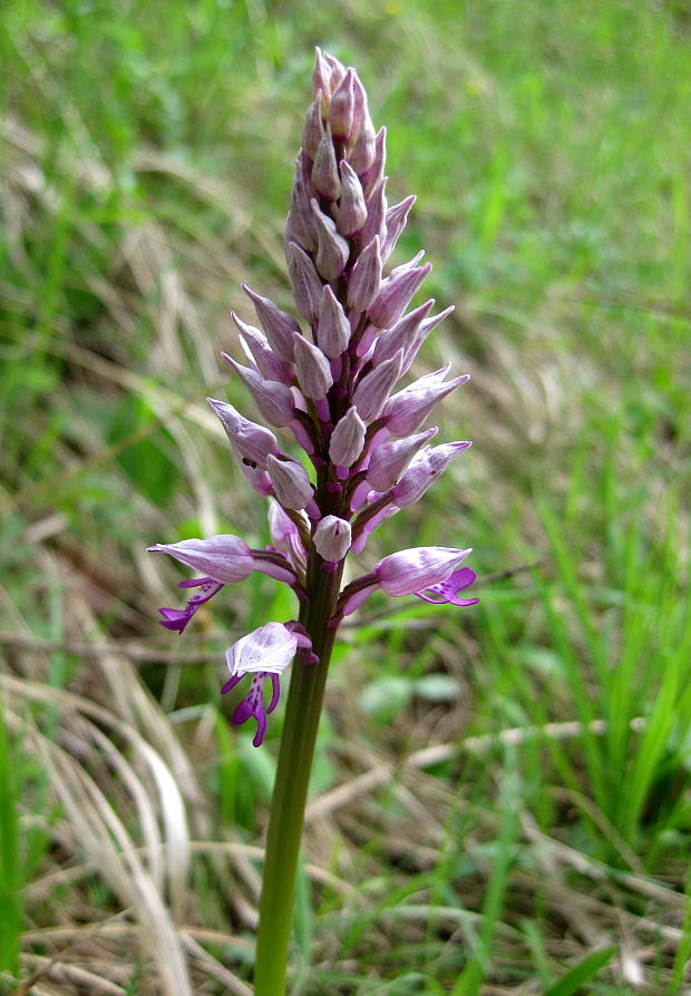 vstavač vojenský Orchis militaris L.