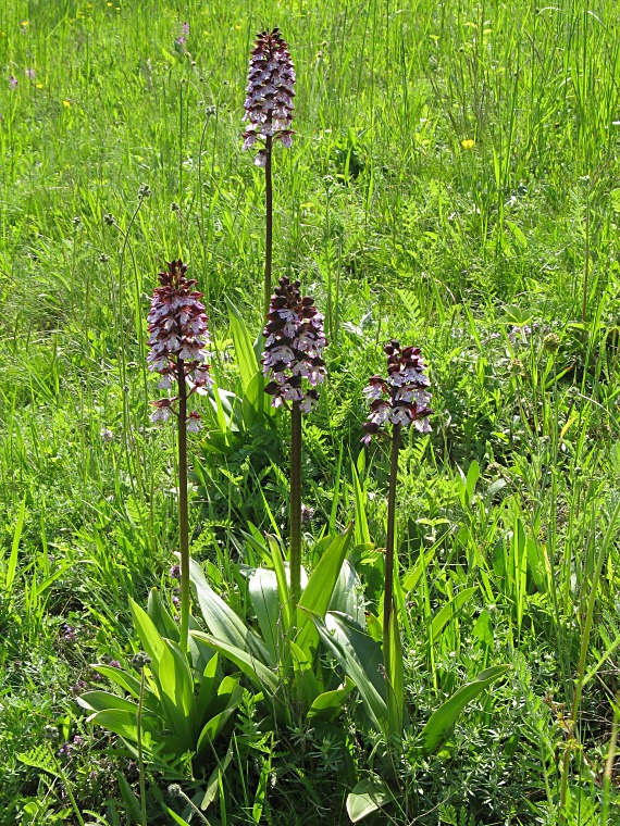 vstavač purpurový Orchis purpurea Huds.