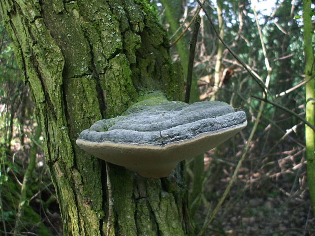 ohňovec obyčajný Phellinus igniarius (L.) Quél.