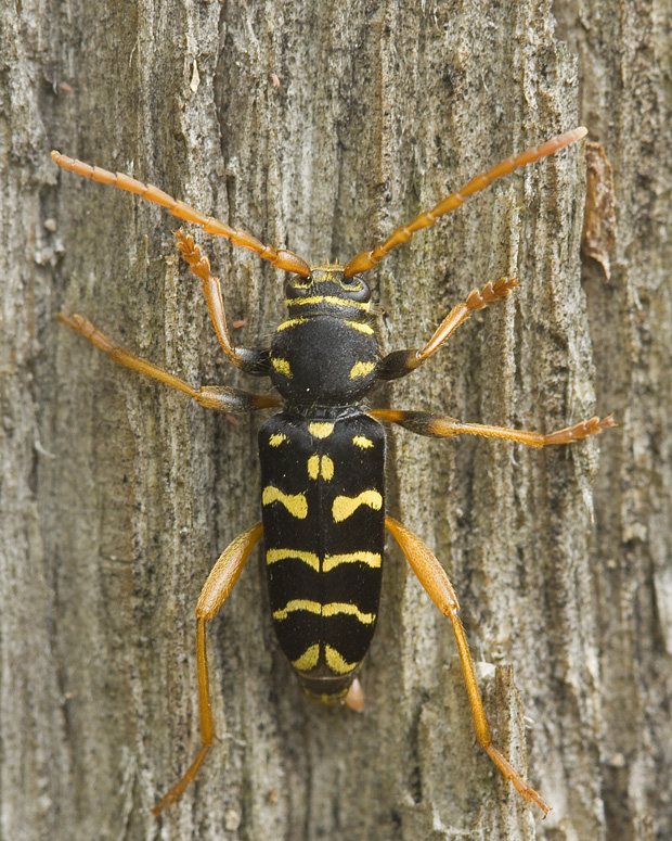 fuzáč dubový  Plagionotus arcuatus