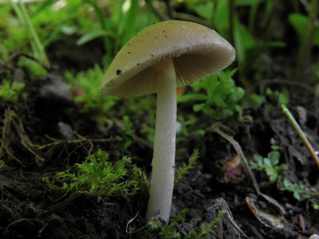 drobuľka Psathyrella sp.