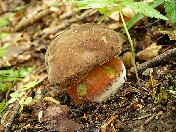 hríb zrnitohlúbikový Sutorius luridiformis (Rostk.) G. Wu & Zhu L. Yang