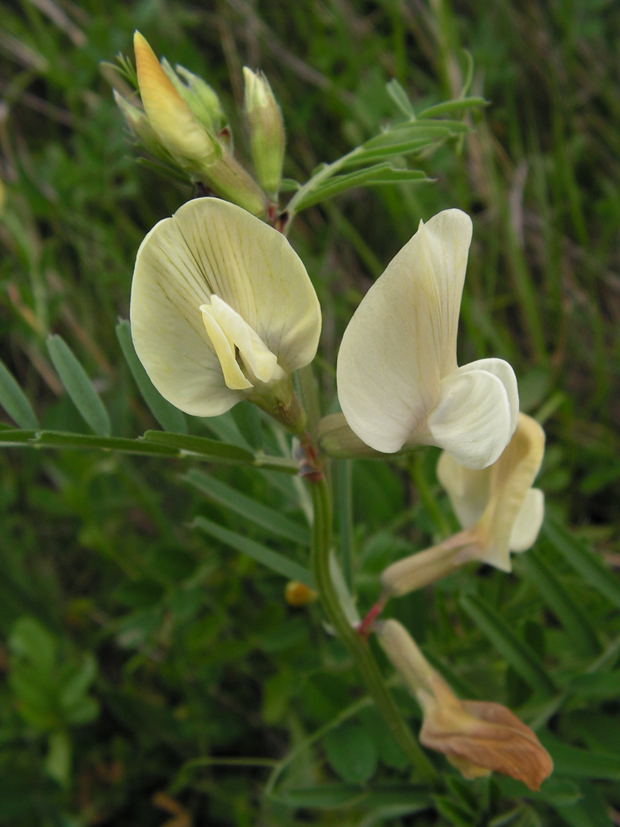 vika veľkokvetá Vicia grandiflora Scop.