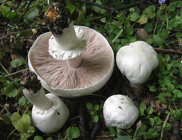 pečiarka ovčia Agaricus arvensis Schaeff.