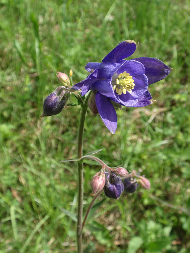 orlíček obyčajný Aquilegia vulgaris L.