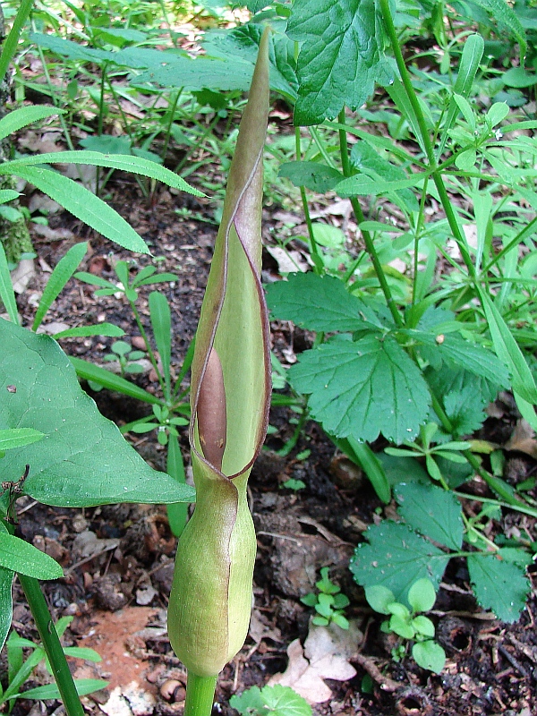 áron alpský Arum alpinum Schott et Kotschy