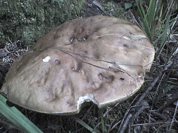 hríb smrekový Boletus edulis Bull.