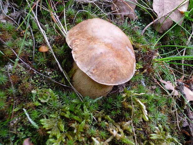 hríb dubový Boletus reticulatus Schaeff.