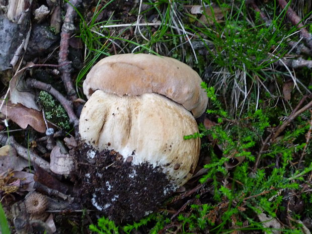 hríb dubový Boletus reticulatus Schaeff.