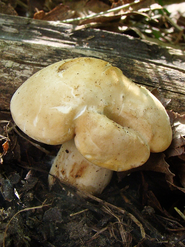 čírovnica májová Calocybe gambosa (Fr.) Donk