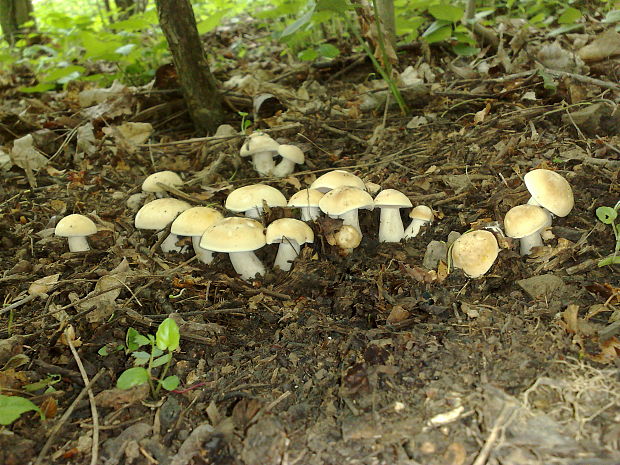 čírovnica májová Calocybe gambosa (Fr.) Donk