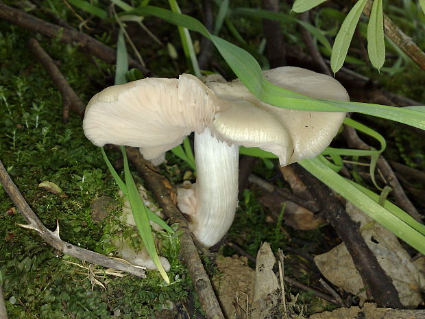 čírovnica májová Calocybe gambosa (Fr.) Donk