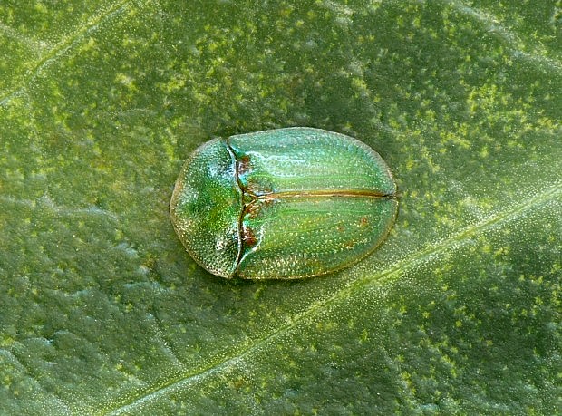 štítnatec Cassida prasina Illiger, 1798