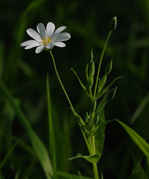 rožec Cerastium sp.