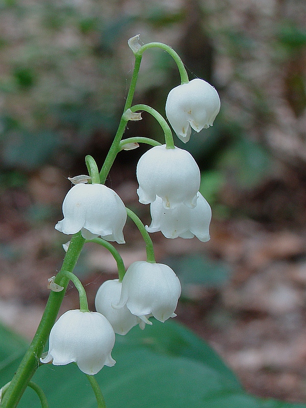 konvalinka voňavá Convallaria majalis L.