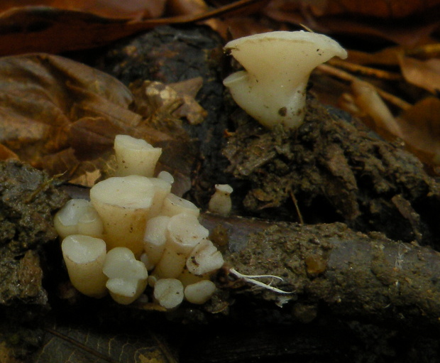 vodnička sediaca Cudoniella tenuispora (Cooke et Massee) Dennis