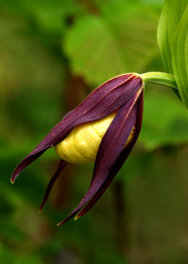 črievičník papučkový Cypripedium calceolus L.