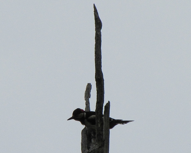 datel´ Dendrocopus major