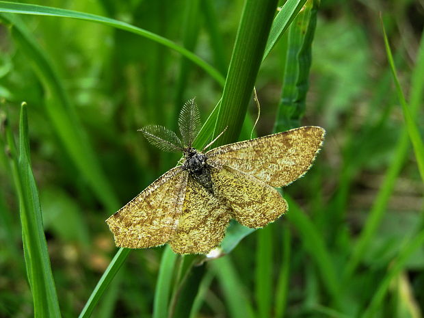 piadivka vresova Ematurga atomaria