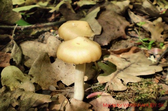 hodvábnica jarná Entoloma clypeatum (L.) P. Kumm.