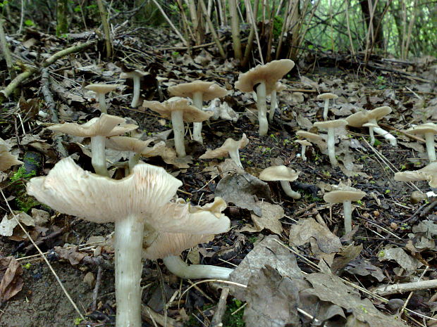 hodvábnica jarná Entoloma clypeatum (L.) P. Kumm.