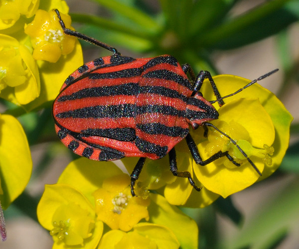 bzdocha pásavá  Graphosoma italicum