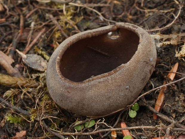 chriapač sosnový Helvella leucomelaena (Pers.) Nannf.