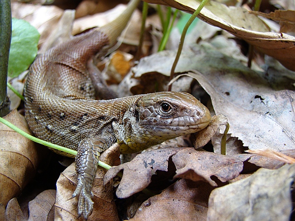 jašterica krátkohlavá Lacerta agilis